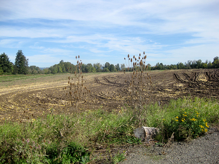 Squash field