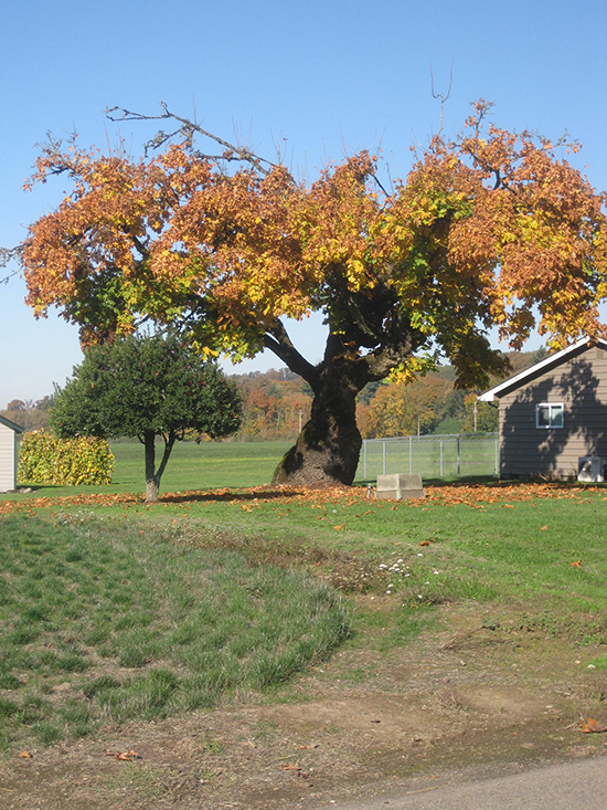 Talbot Maple