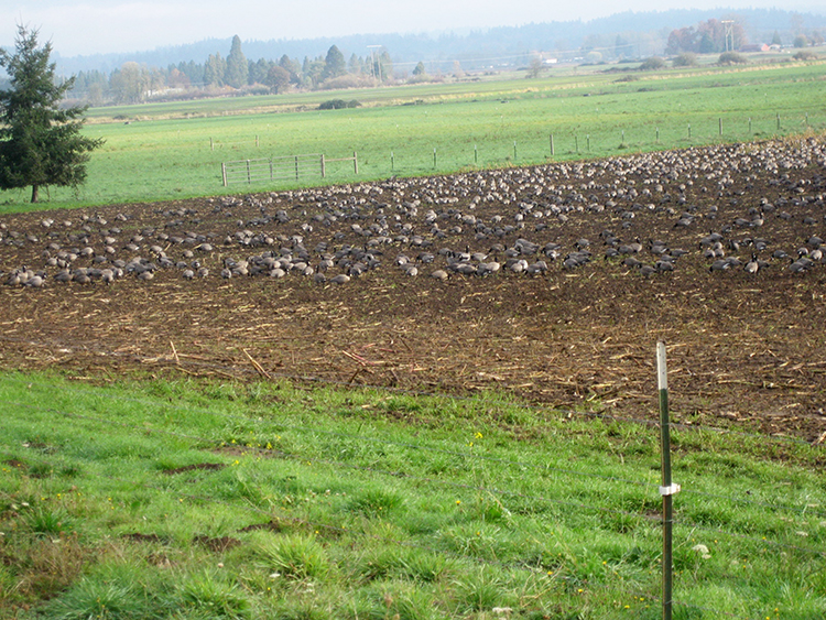 Parrish Gap Geese