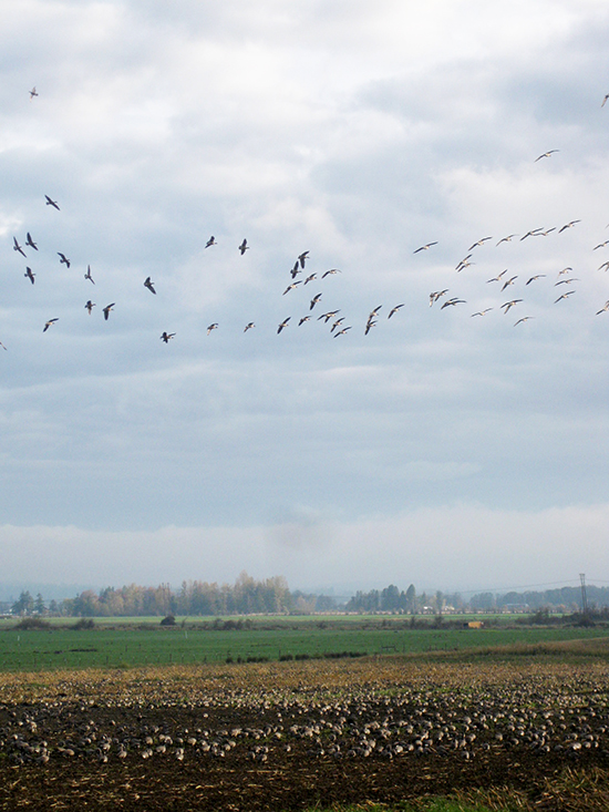 PArish Gap Geese