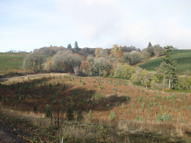 Eagle Crest foliage