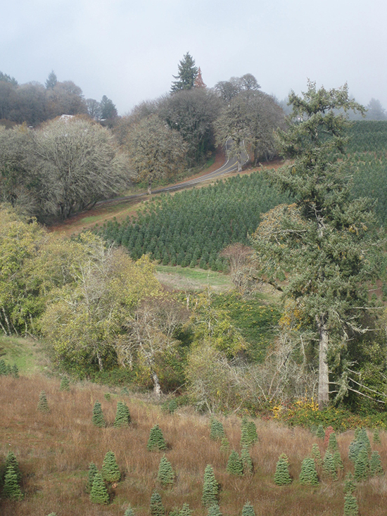 Eagle Crest foliage