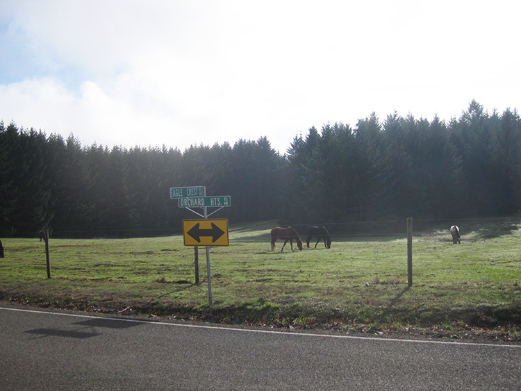 Eagle Crest horses