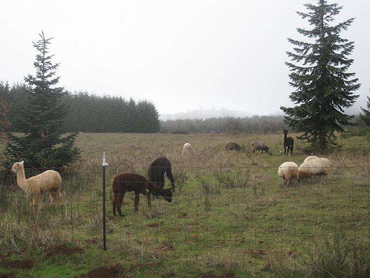 More Llamas