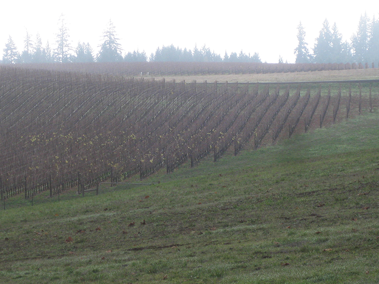 Gibson road vinyard