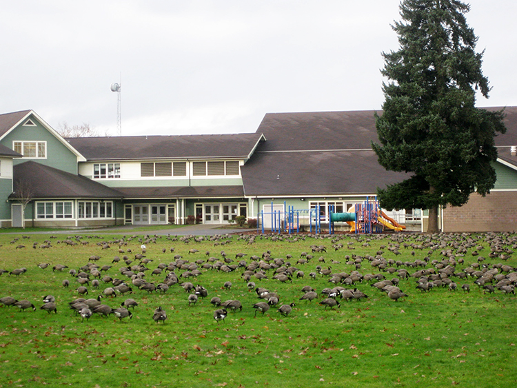Bush Elementary Geese