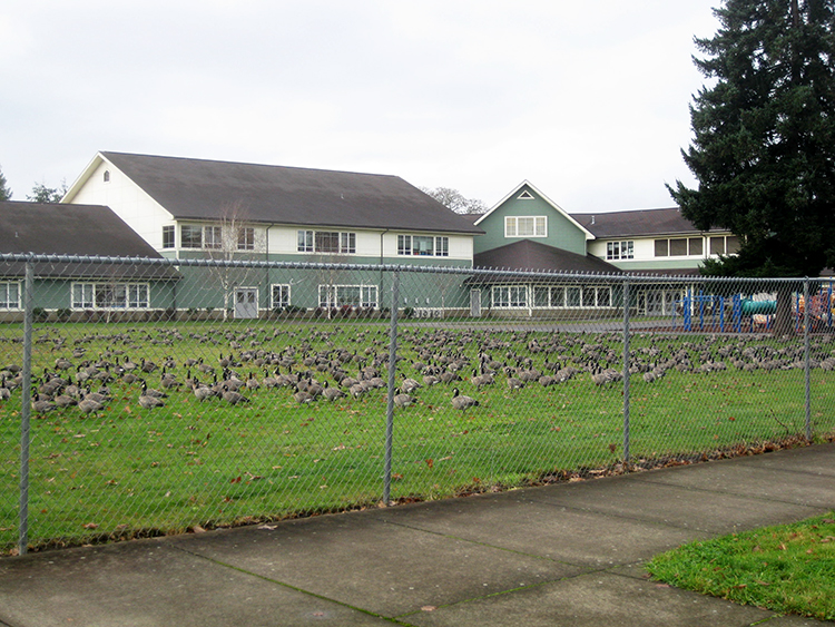 Bush Elementary geese