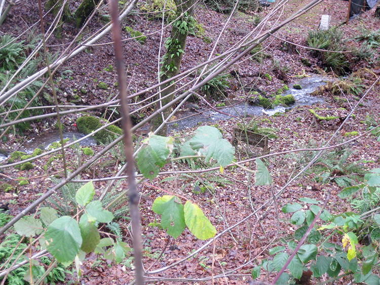 Gannon Creek