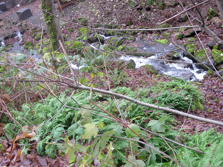Gamnnon Creek