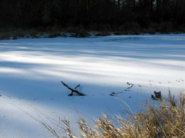Critter prints